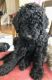 Labradoodle Puppies for sale in Gresham, OR, USA. price: NA