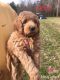 Labradoodle Puppies for sale in Ellerbe, NC 28338, USA. price: NA