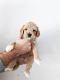 Labradoodle Puppies for sale in Saratoga Springs, UT, USA. price: $2,000