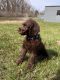 Labradoodle Puppies for sale in Ann Arbor, MI, USA. price: $600