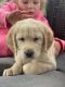 Labradoodle Puppies for sale in Battle Ground, WA, USA. price: $950
