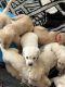 Labradoodle Puppies for sale in Phoenix, AZ, USA. price: $1,000