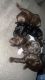 Labradoodle Puppies for sale in St Cloud, FL 34772, USA. price: NA