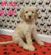 Labradoodle Puppies for sale in Mechanicsville, MD 20659, USA. price: $300