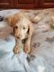 Labradoodle Puppies for sale in Mechanicsville, MD 20659, USA. price: $500