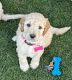 Labradoodle Puppies for sale in Gilbert, AZ, USA. price: $1,300