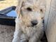 Labradoodle Puppies for sale in Newberry Springs, CA 92365, USA. price: $800