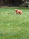 Labradoodle Puppies for sale in Rainier, WA 98576, USA. price: $400