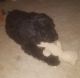 Labradoodle Puppies for sale in Moses Lake, WA 98837, USA. price: $250