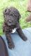 Labradoodle Puppies for sale in Independence, OR 97351, USA. price: NA