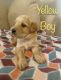 Labradoodle Puppies for sale in Haines City, FL, USA. price: NA