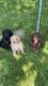 Labradoodle Puppies for sale in Pleasant Grove, UT, USA. price: $1,000