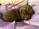Labradoodle Puppies for sale in Tucson, AZ, USA. price: $120,000