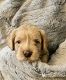 Labradoodle Puppies for sale in Gilbert, AZ, USA. price: $2,500
