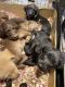 Labradoodle Puppies for sale in Redmond, OR 97756, USA. price: NA