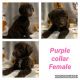 Labradoodle Puppies for sale in Lenoir, NC, USA. price: $500