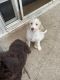 Labradoodle Puppies for sale in Lexington, NC, USA. price: $400