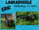 Labradoodle Puppies for sale in Ontario, OR 97914, USA. price: NA