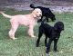 Labradoodle Puppies for sale in Kershaw, SC 29067, USA. price: $300