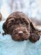 Labradoodle Puppies for sale in Rexburg, ID 83440, USA. price: $900