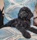 Labradoodle Puppies for sale in Othello, WA 99344, USA. price: $1,200