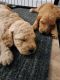 Labradoodle Puppies for sale in Medford, OR, USA. price: NA