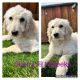 Labradoodle Puppies for sale in Hollister, CA 95023, USA. price: $850