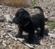 Labradoodle Puppies for sale in Coeur d'Alene, ID, USA. price: $900