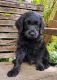 Labradoodle Puppies for sale in Montesano, WA 98563, USA. price: $1,200