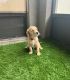 Labradoodle Puppies for sale in Riverview, FL, USA. price: $650