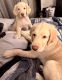 Labradoodle Puppies for sale in N Lindsay Rd & E University Dr, Mesa, AZ 85213, USA. price: $700