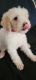 Labradoodle Puppies for sale in Dunn, NC 28334, USA. price: $500
