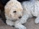 Labradoodle Puppies for sale in Newberry Springs, CA 92365, USA. price: $800