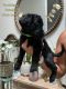 Labradoodle Puppies for sale in Lake Havasu City, AZ, USA. price: $500