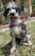Labradoodle Puppies for sale in Spring Hill, FL, USA. price: $300