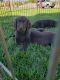 Labradoodle Puppies for sale in St. George, UT, USA. price: $400