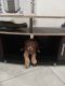 Labradoodle Puppies for sale in Homestead, FL, USA. price: NA