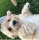 Labradoodle Puppies for sale in Lake City, FL, USA. price: $700