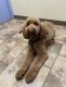 Labradoodle Puppies for sale in Fresno, CA, USA. price: $800