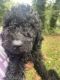 Labradoodle Puppies for sale in Arnold, MD, USA. price: $1,000