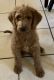 Labradoodle Puppies for sale in Broadway, NC, USA. price: $800
