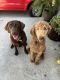 Labradoodle Puppies for sale in Chino Hills, CA, USA. price: $450