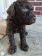 Labradoodle Puppies for sale in Elgin, SC, USA. price: $575