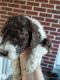 Labradoodle Puppies for sale in Elgin, SC, USA. price: $550