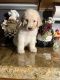 Labradoodle Puppies for sale in Surprise, AZ, USA. price: $500