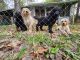 Labradoodle Puppies for sale in Homosassa, FL, USA. price: $900
