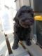 Labradoodle Puppies for sale in Chowchilla, CA 93610, USA. price: $450