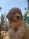 Labradoodle Puppies for sale in Georgetown, CA 95634, USA. price: $1,800