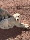 Labradoodle Puppies for sale in Parks, AZ, USA. price: $400