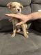 Labradoodle Puppies for sale in Bessemer City, NC 28016, USA. price: $200